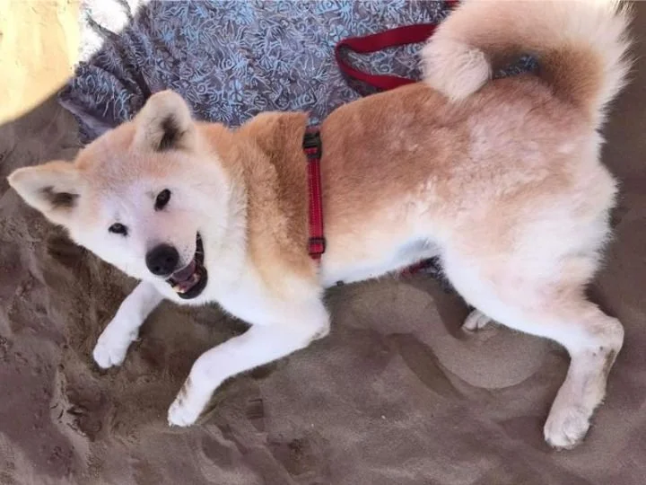 Scopri le storie di Akita Rescue, aiutaci a supportare cani in difficoltà. Supporta il nostro progetto con donazioni e adozioni responsabili.