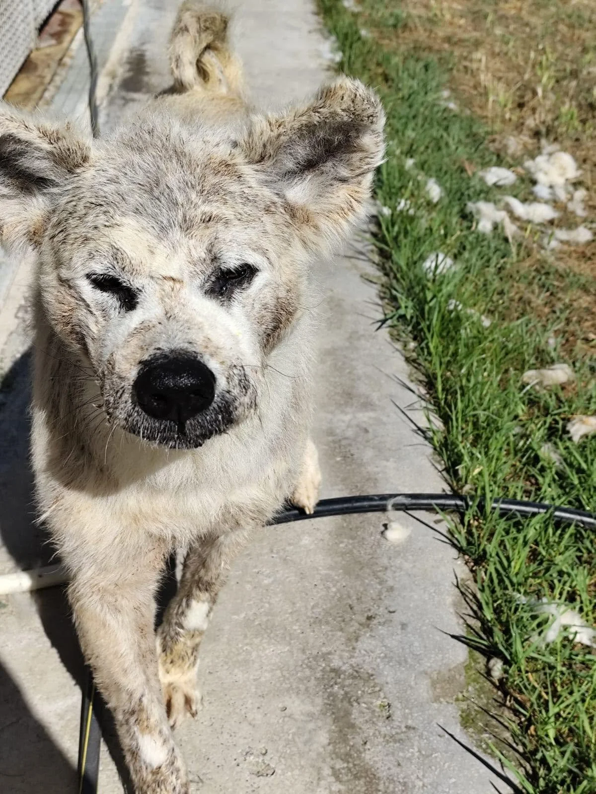 Scopri le storie di Akita Rescue, aiutaci a supportare cani in difficoltà. Supporta il nostro progetto con donazioni e adozioni responsabili.