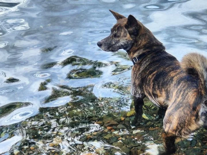 Scopri le storie di Akita Rescue, aiutaci a supportare cani in difficoltà. Supporta il nostro progetto con donazioni e adozioni responsabili.