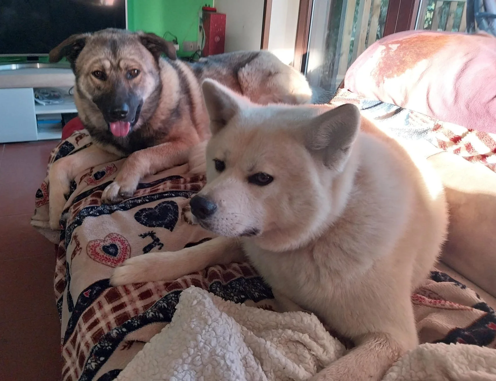 Scopri le storie di Akita Rescue, aiutaci a supportare cani in difficoltà. Supporta il nostro progetto con donazioni e adozioni responsabili.