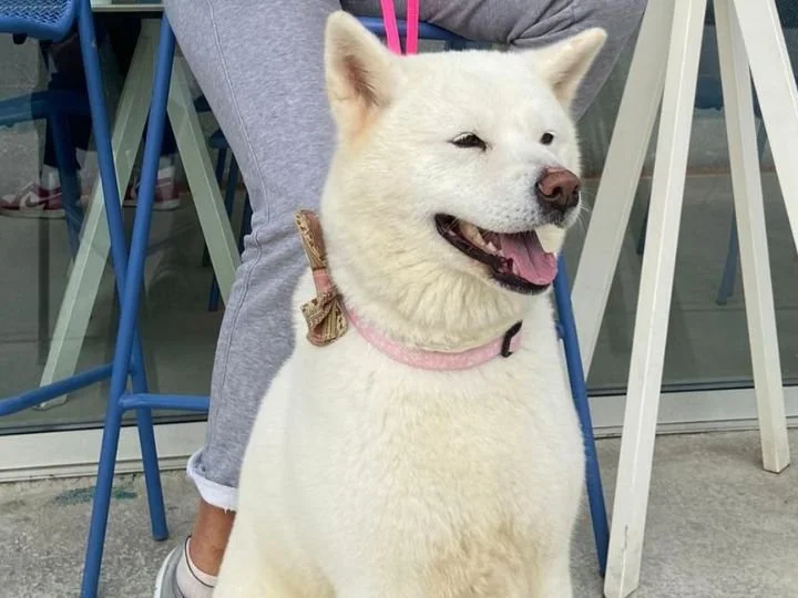 Scopri le storie di Akita Rescue, aiutaci a supportare cani in difficoltà. Supporta il nostro progetto con donazioni e adozioni responsabili.
