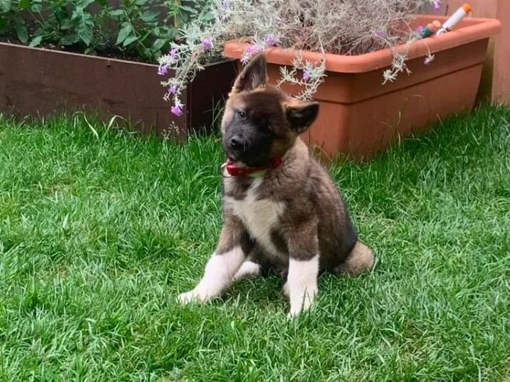 Scopri le storie di Akita Rescue, aiutaci a supportare cani in difficoltà. Supporta il nostro progetto con donazioni e adozioni responsabili.