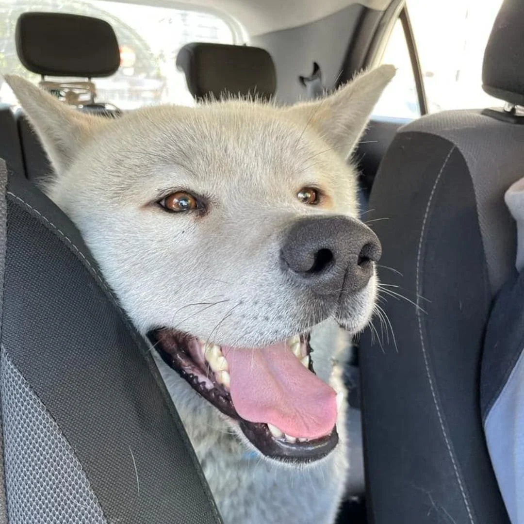 Scopri le storie di Akita Rescue, aiutaci a supportare cani in difficoltà. Supporta il nostro progetto con donazioni e adozioni responsabili.
