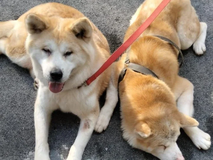 Scopri le storie di Akita Rescue, aiutaci a supportare cani in difficoltà. Supporta il nostro progetto con donazioni e adozioni responsabili.