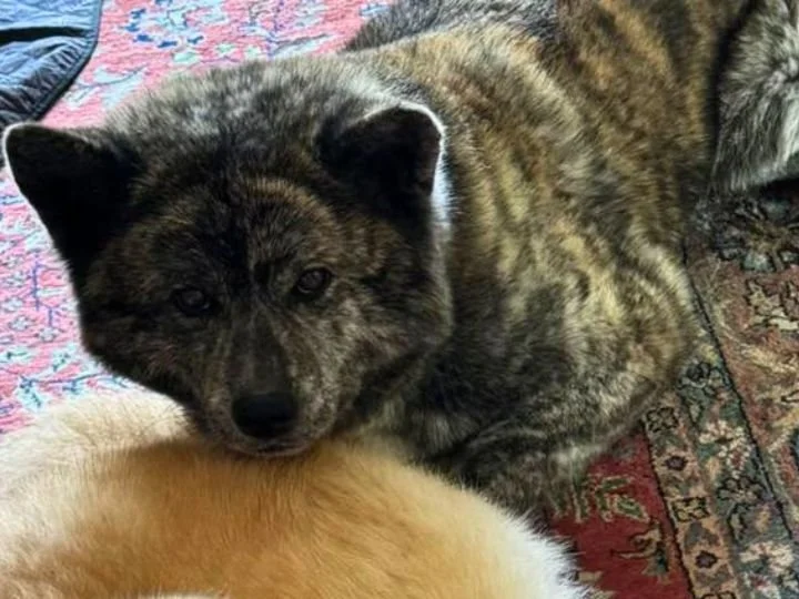 Scopri le storie di Akita Rescue, aiutaci a supportare cani in difficoltà. Supporta il nostro progetto con donazioni e adozioni responsabili.