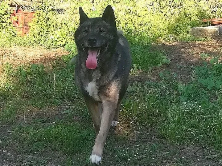 Scopri le storie di Akita Rescue, aiutaci a supportare cani in difficoltà. Supporta il nostro progetto con donazioni e adozioni responsabili.