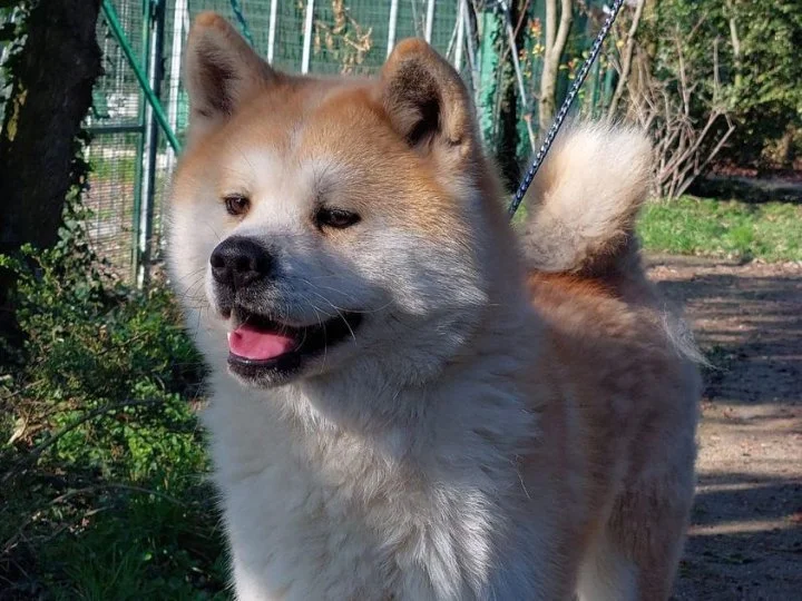 Scopri le storie di Akita Rescue, aiutaci a supportare cani in difficoltà. Supporta il nostro progetto con donazioni e adozioni responsabili.