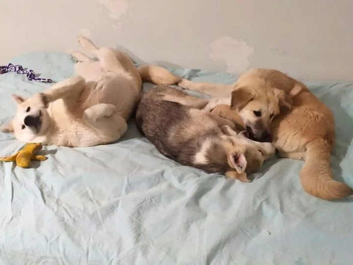 Scopri le storie di Akita Rescue, aiutaci a supportare cani in difficoltà. Supporta il nostro progetto con donazioni e adozioni responsabili.