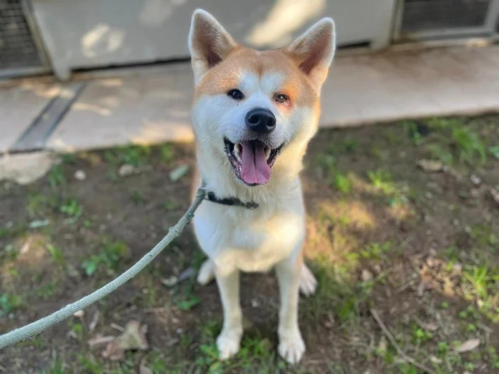 Scopri le storie di Akita Rescue, aiutaci a supportare cani in difficoltà. Supporta il nostro progetto con donazioni e adozioni responsabili.