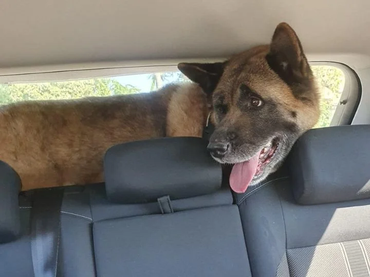 Scopri le storie di Akita Rescue, aiutaci a supportare cani in difficoltà. Supporta il nostro progetto con donazioni e adozioni responsabili.