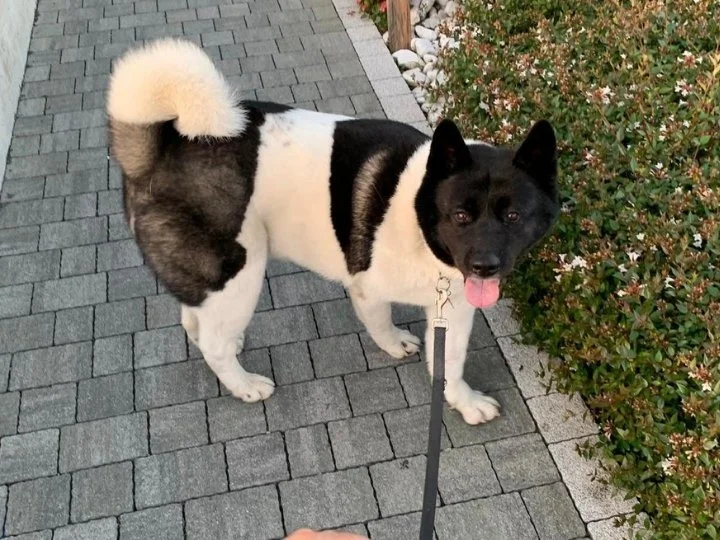 Scopri le storie di Akita Rescue, aiutaci a supportare cani in difficoltà. Supporta il nostro progetto con donazioni e adozioni responsabili.