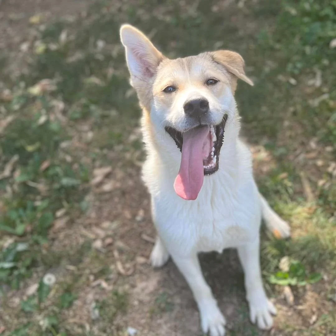 Scopri le storie di Akita Rescue, aiutaci a supportare cani in difficoltà. Supporta il nostro progetto con donazioni e adozioni responsabili.