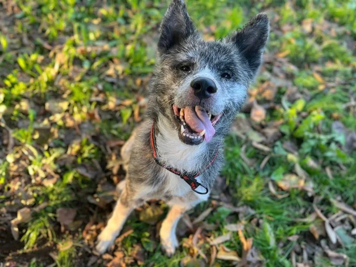 Scopri le storie di Akita Rescue, aiutaci a supportare cani in difficoltà. Supporta il nostro progetto con donazioni e adozioni responsabili.