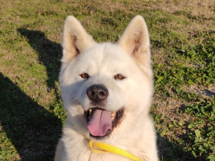 Scopri le storie di Akita Rescue, aiutaci a supportare cani in difficoltà. Supporta il nostro progetto con donazioni e adozioni responsabili.