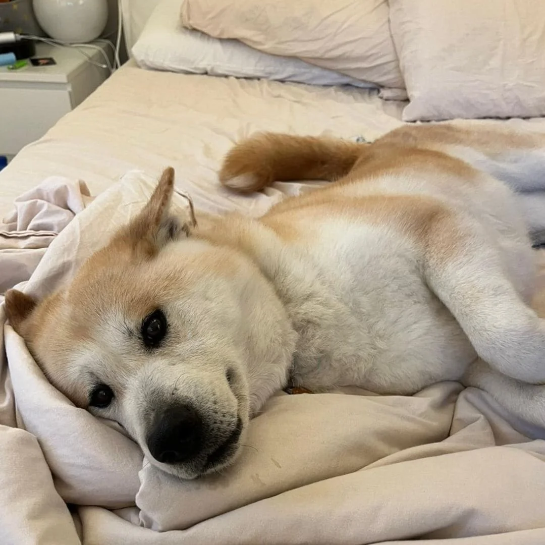 Scopri le storie di Akita Rescue, aiutaci a supportare cani in difficoltà. Supporta il nostro progetto con donazioni e adozioni responsabili.