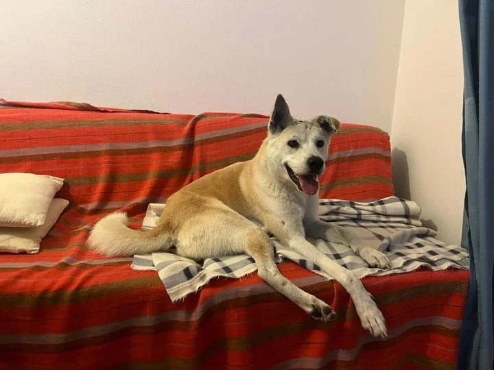 Scopri le storie di Akita Rescue, aiutaci a supportare cani in difficoltà. Supporta il nostro progetto con donazioni e adozioni responsabili.