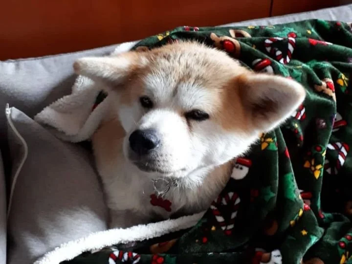 Scopri le storie di Akita Rescue, aiutaci a supportare cani in difficoltà. Supporta il nostro progetto con donazioni e adozioni responsabili.