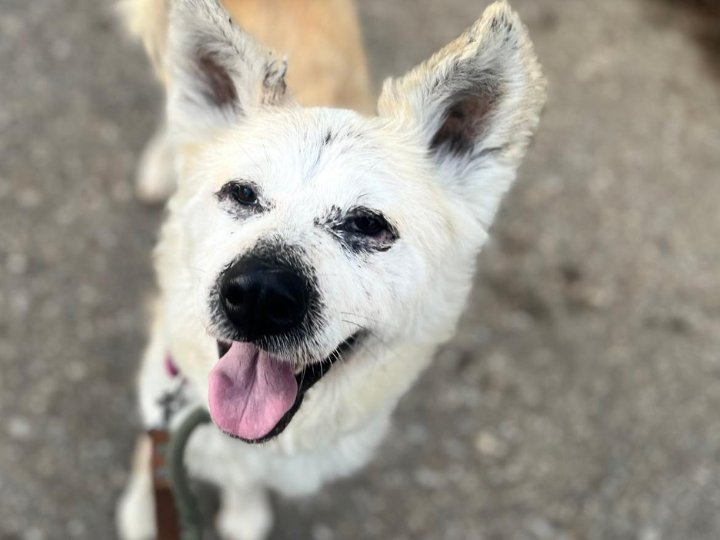 Scopri le storie di Akita Rescue, aiutaci a supportare cani in difficoltà. Supporta il nostro progetto con donazioni e adozioni responsabili.