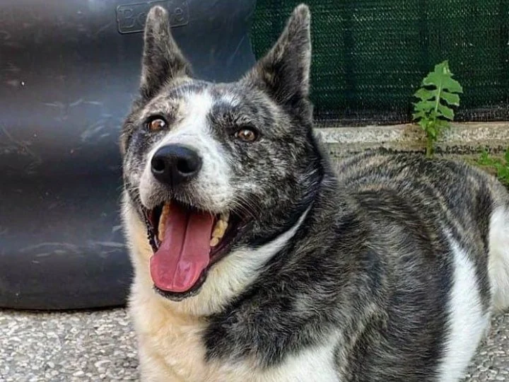 Cane di razza husky con pelo nero e bianco, con orecchie erette e bocca aperta mentre sorride, in esterno vicino a un contenitore nero.