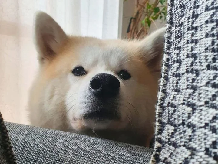 Scopri le storie di Akita Rescue, aiutaci a supportare cani in difficoltà. Supporta il nostro progetto con donazioni e adozioni responsabili.