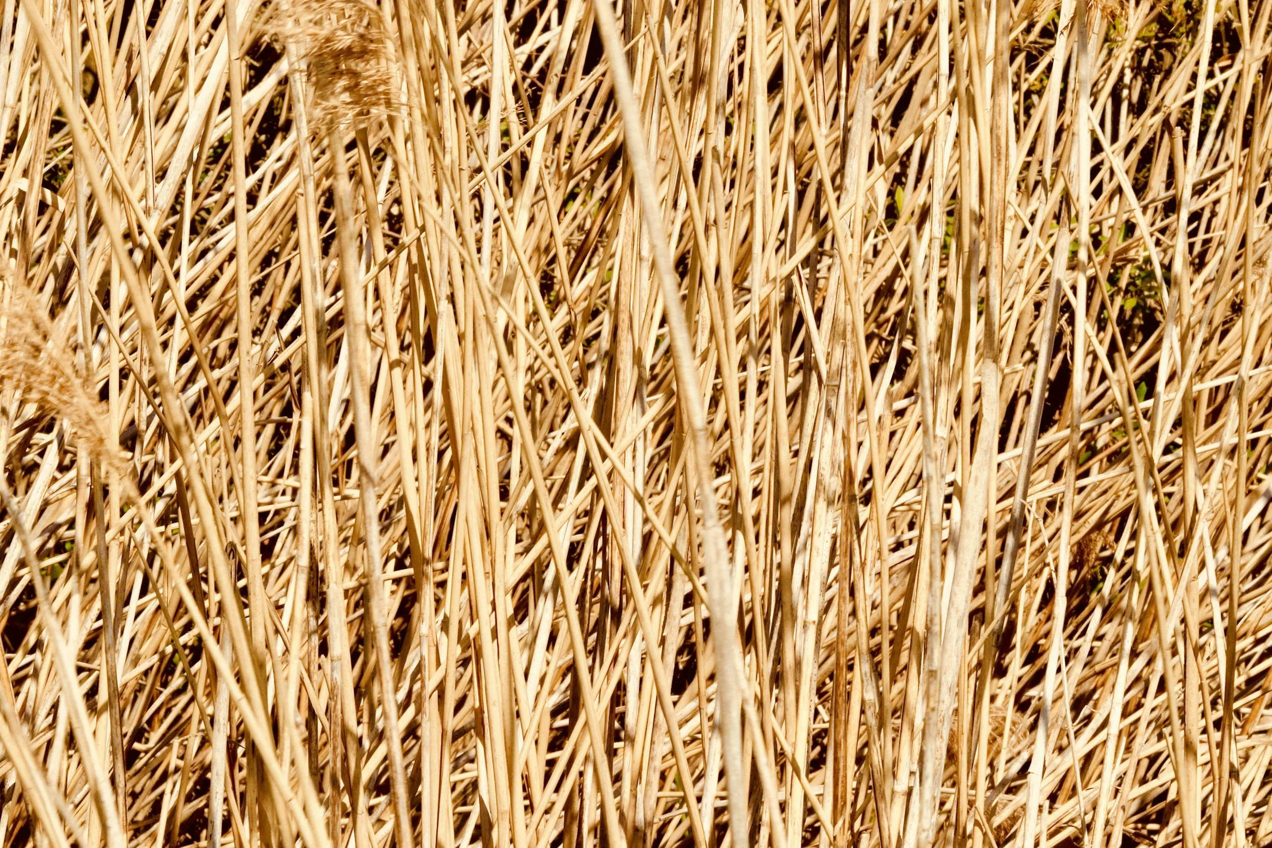 Close-up of dry, yellowing reeds and tall grass in a field.