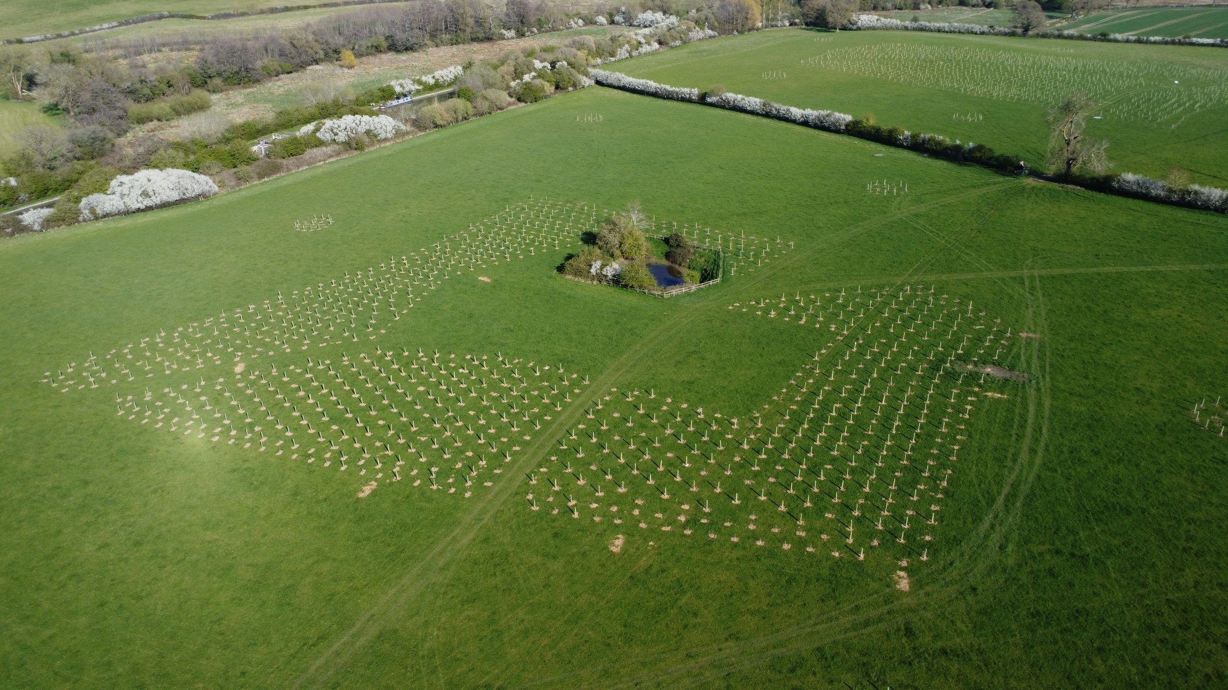 Aerial view of a green field with numerous trees arranged in rows, near a pond. Surrounding the field are trees and additional green fields and a canal.