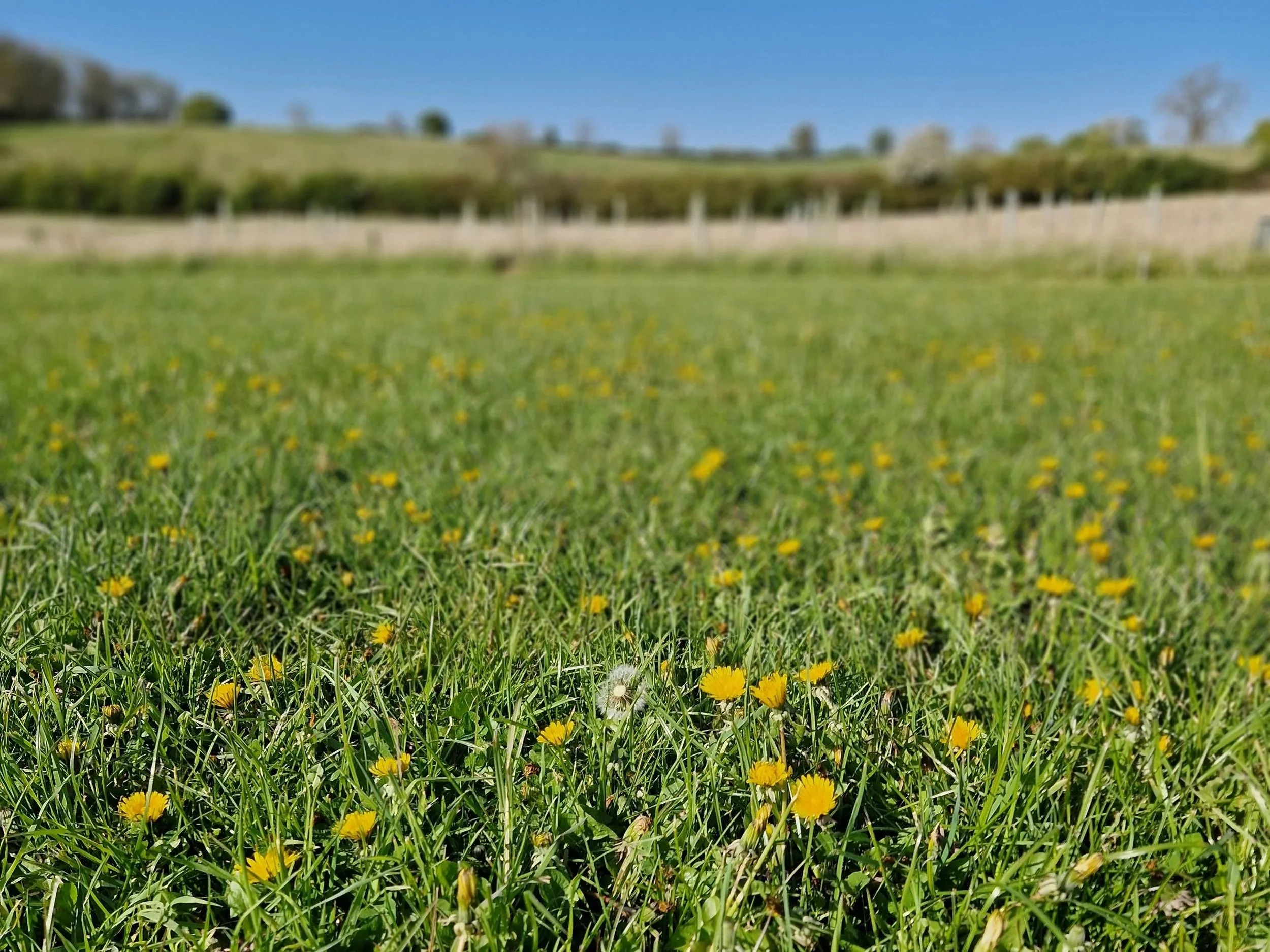 A grassy field filled with small yellow flowers and a few dandelions. In the background, there is a fence, trees, and a clear blue sky.