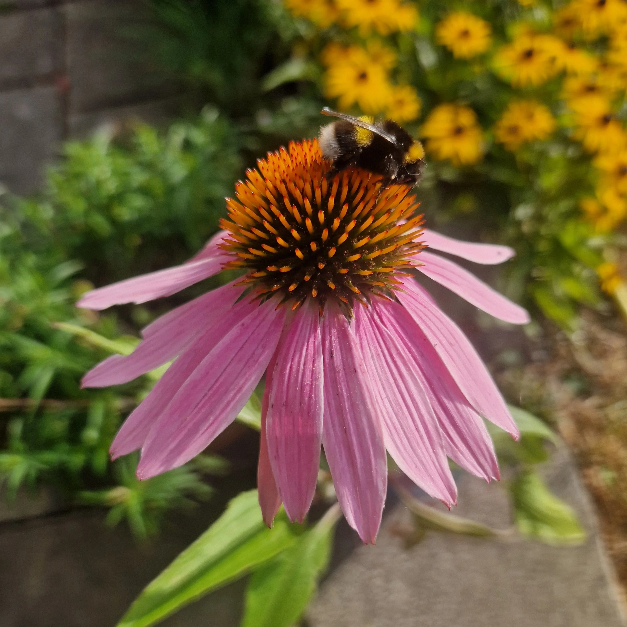 Echinacea flower and bumble bee