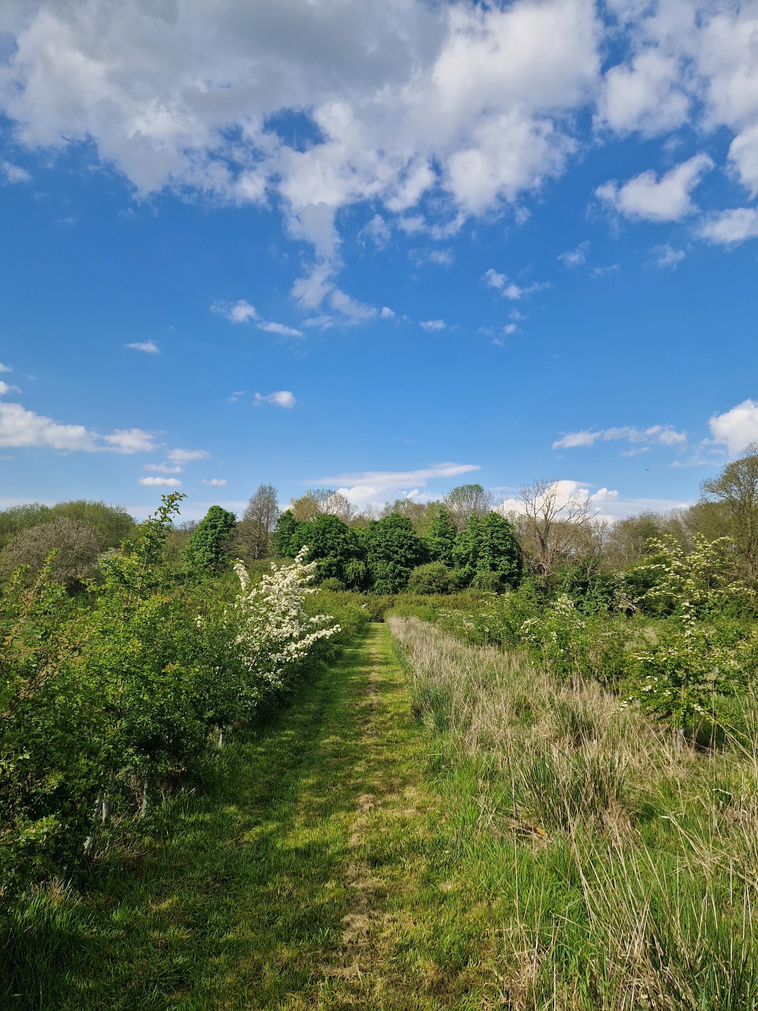 A natural scene with a grassy path cutting through lush green bushes and trees, leading to a distant tree line under a bright blue sky with scattered white clouds.