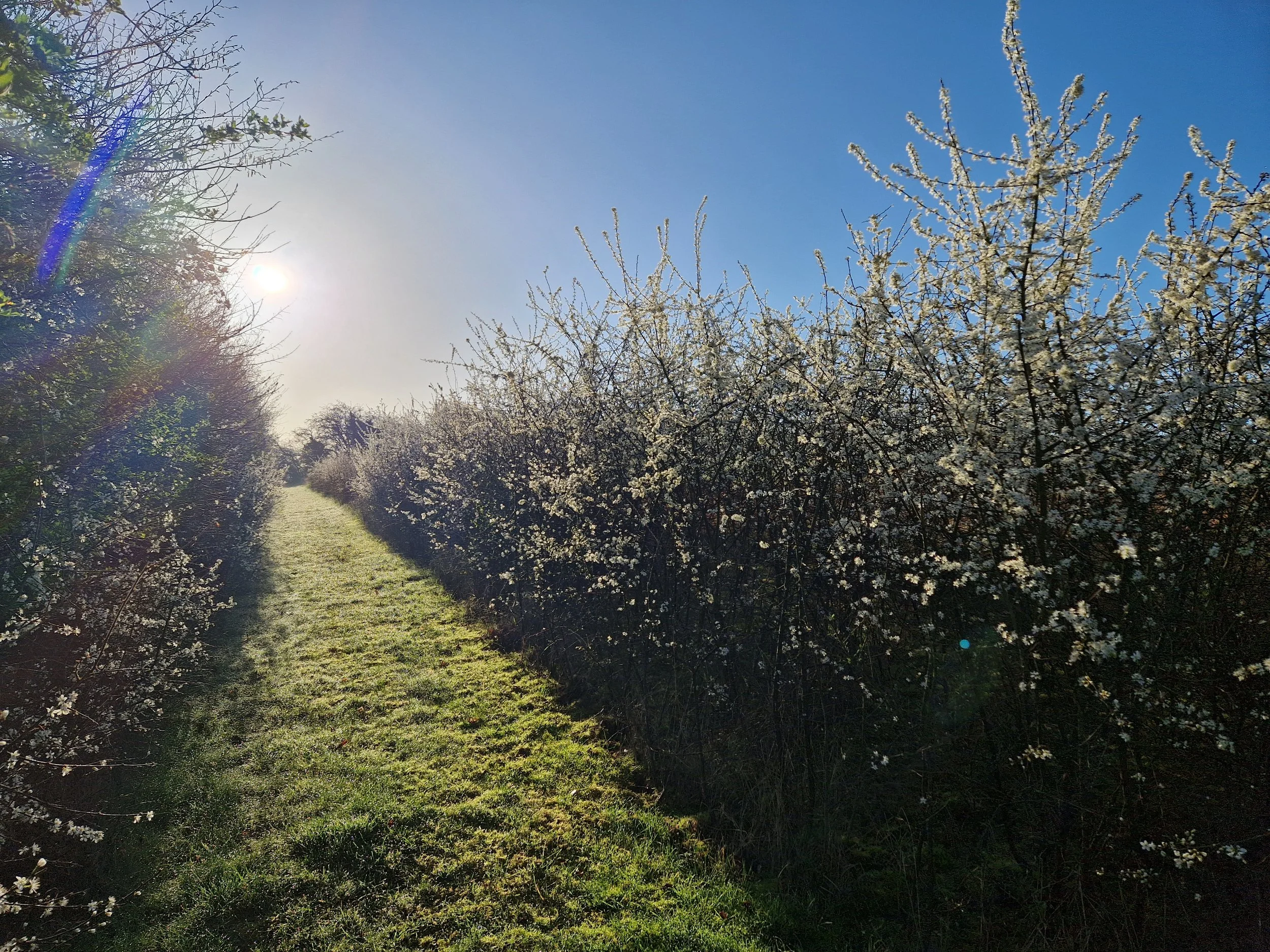 Sun shining over a path lined with blooming white blackthorn flowers on a clear, blue sky day.