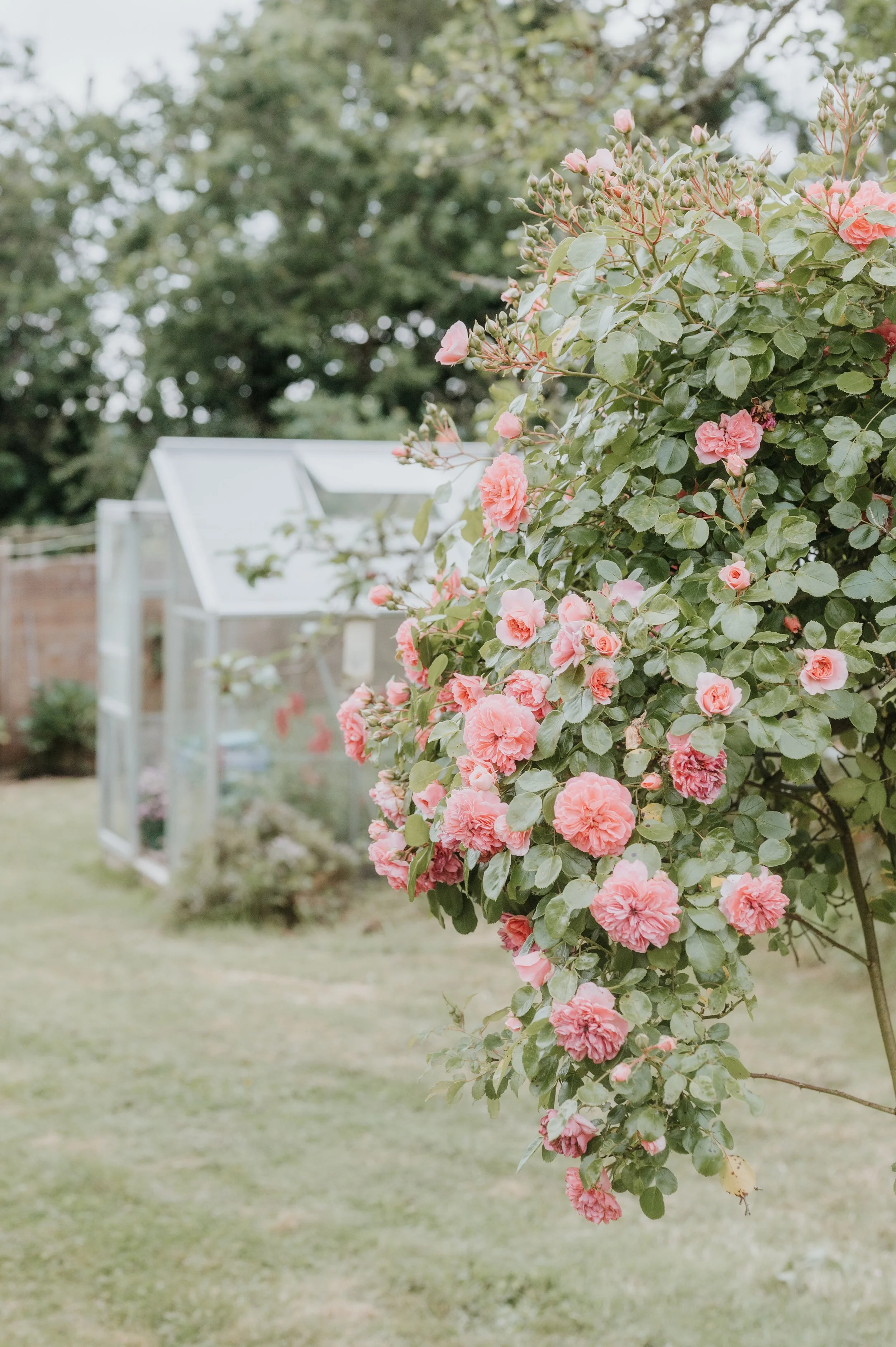 Un buisson de roses roses dans un jardin avec un abri en verre en arrière-plan.