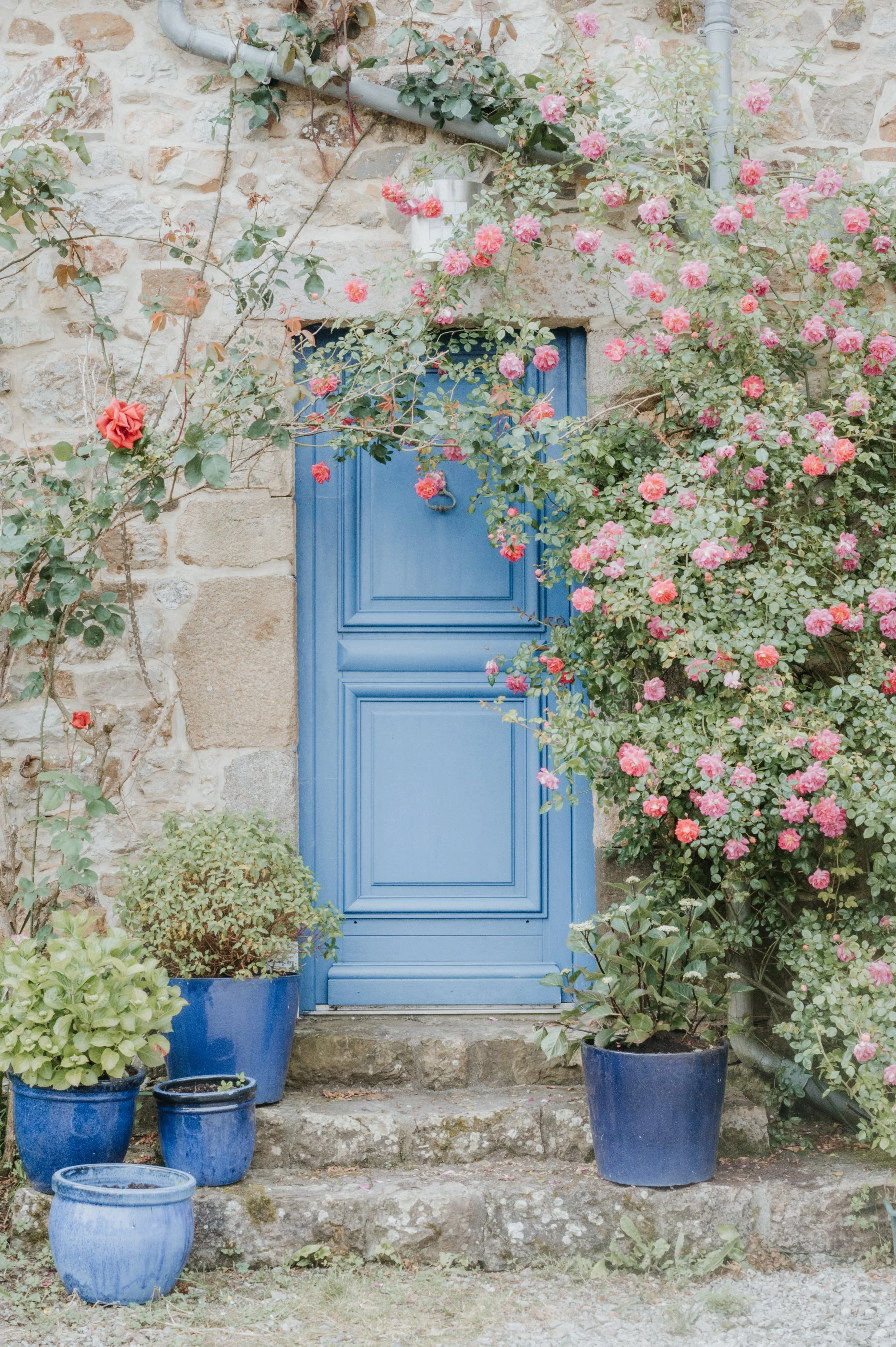Une porte bleue entourée de haies de roses roses et de pots en terre cuite bleus sur des marches en pierre, avec un mur en pierre en arrière-plan.