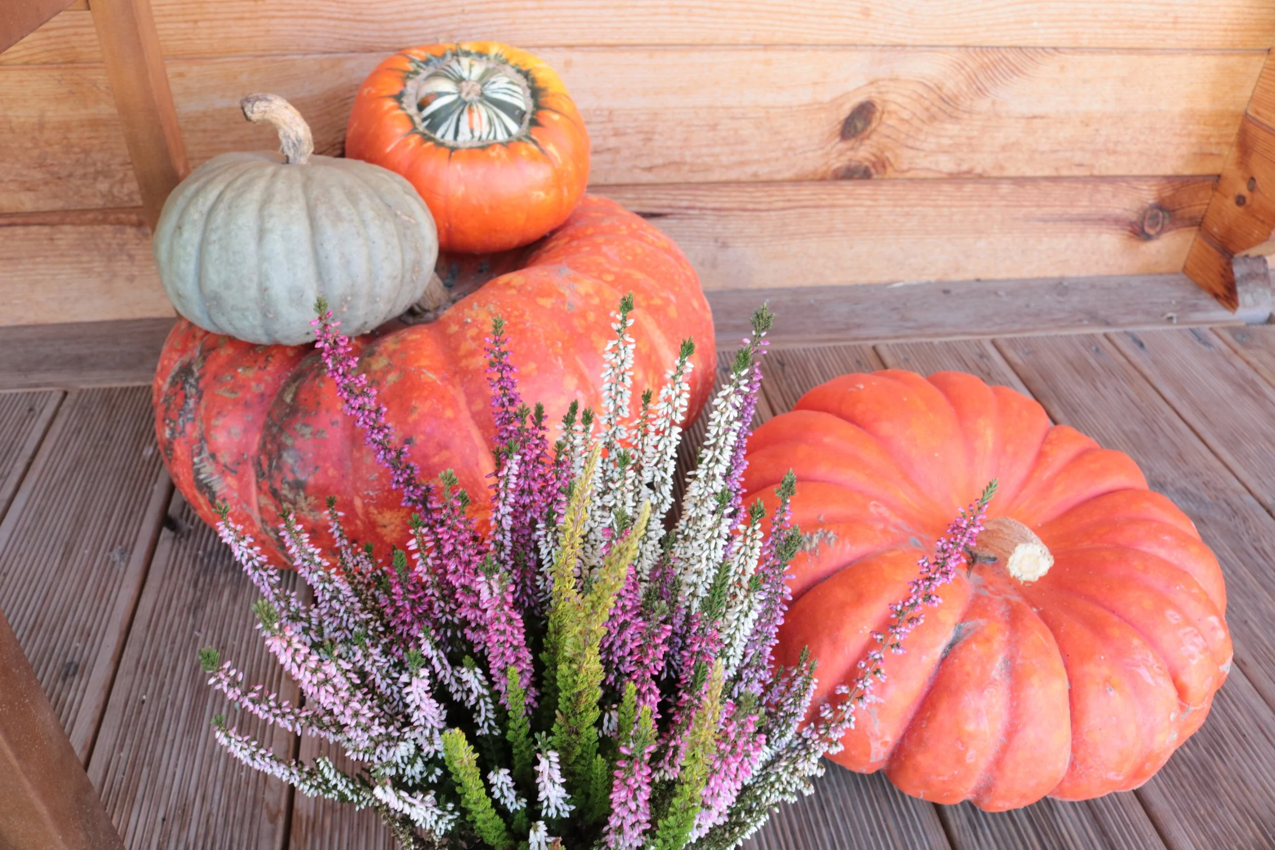 Various pumpkins and purple and white flowering plants on a wooden deck with a wooden fence in the background.