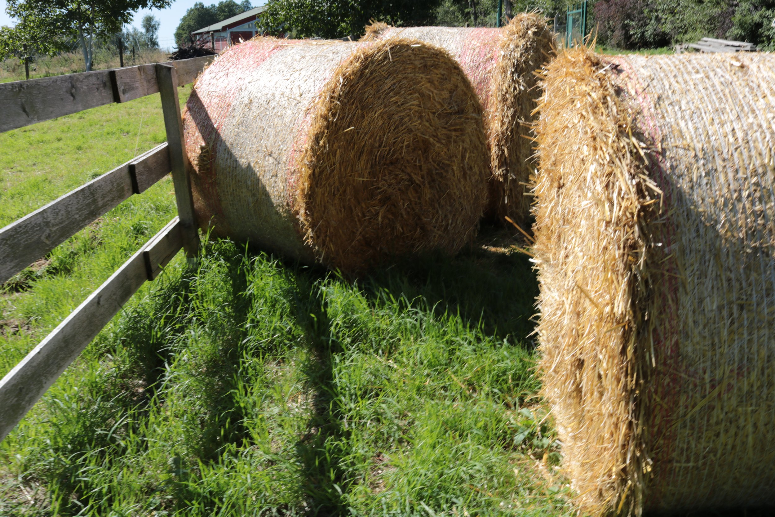 A field with green grass and a wooden fence, featuring large round hay bales, with trees and a building in the background.