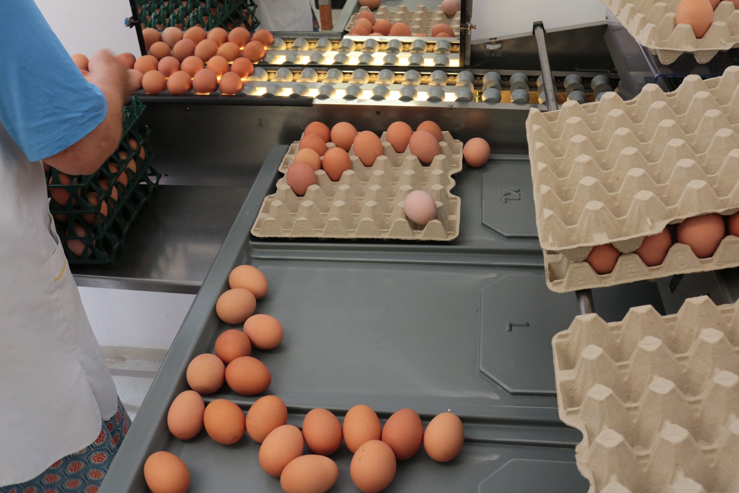 Eggs being sorted or packed on a production line, with some eggs in carton trays and others being placed on the conveyor belt.