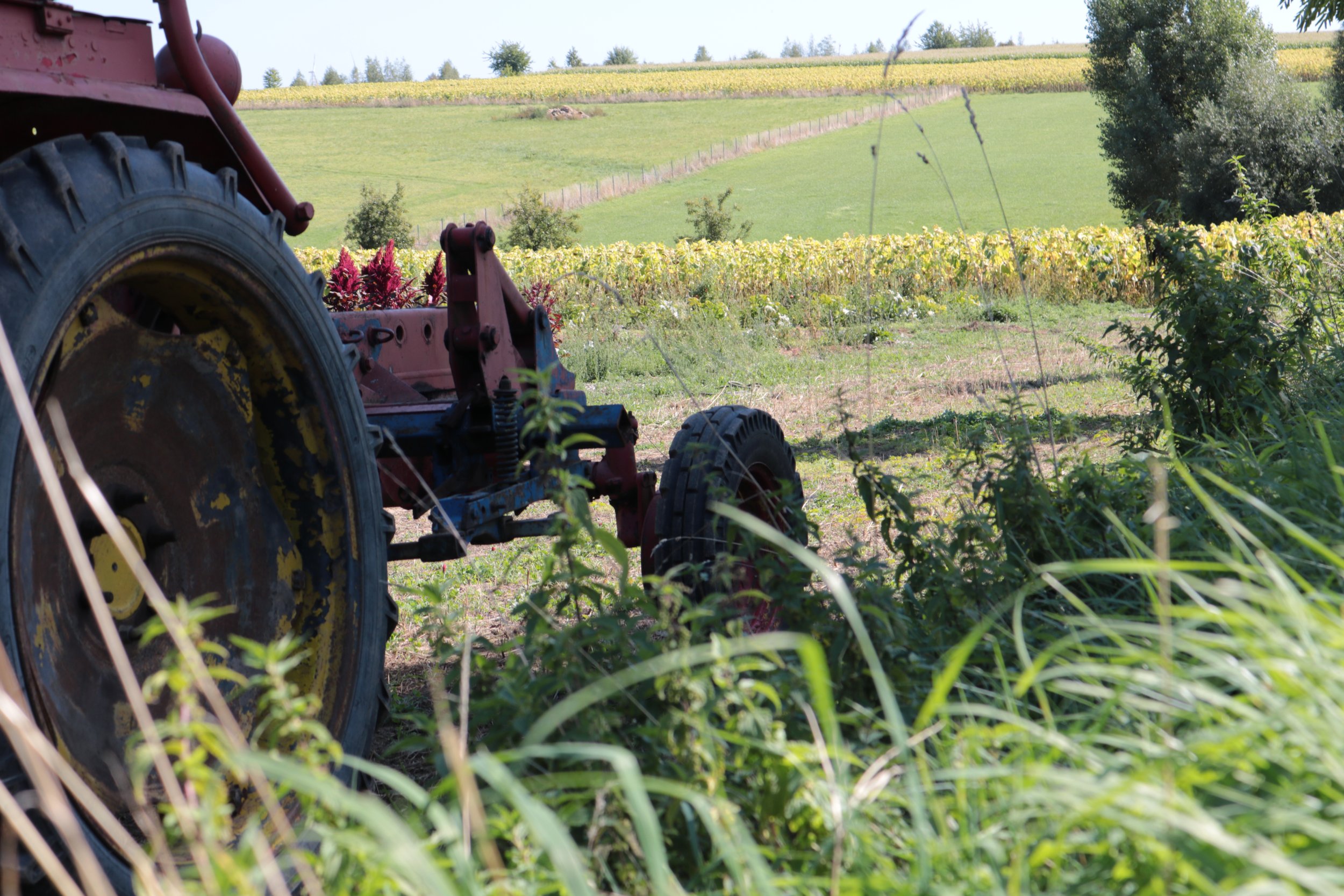 A red tractor in a field with rows of yellow and green crops and rolling hills in the background.