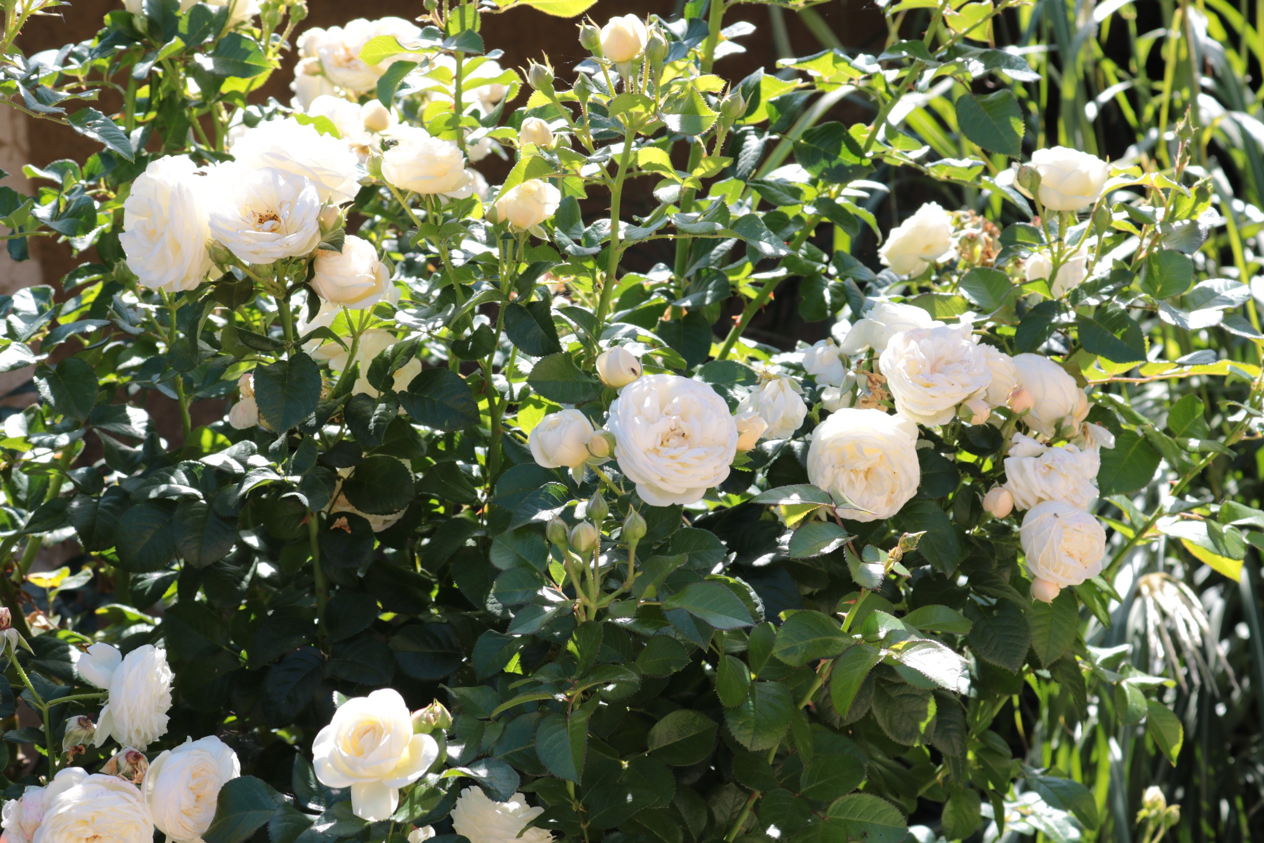 Beautiful white roses blooming on a lush green garden bush, with sunlight illuminating the flowers and leaves.