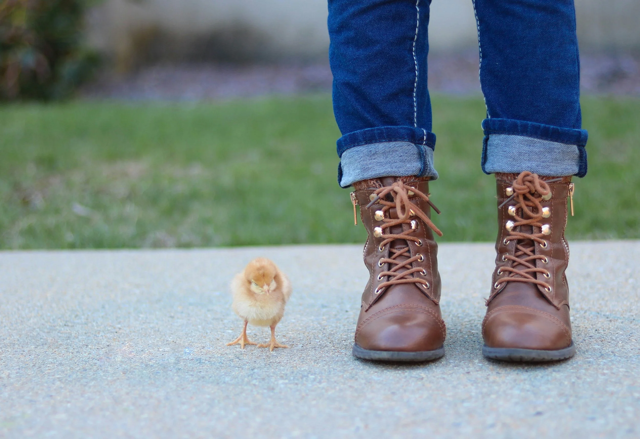 Person wearing blue jeans and brown boots standing on a sidewalk with a small fluffy yellow chick standing nearby.