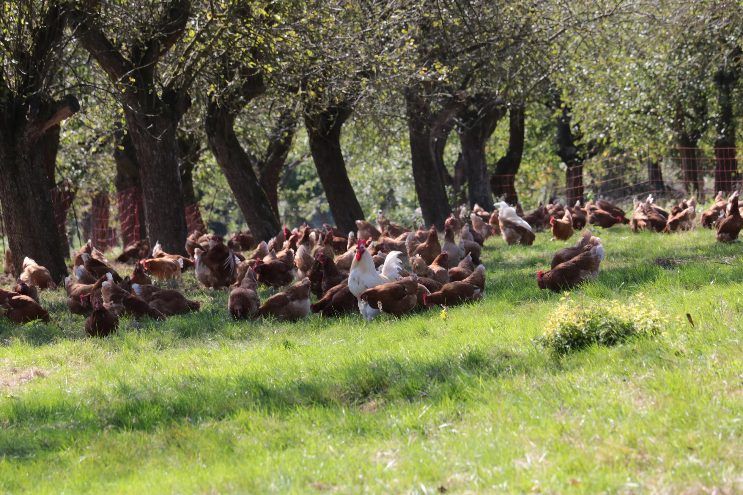 A large group of chickens and roosters on a grassy farm with trees and a red fence in the background.