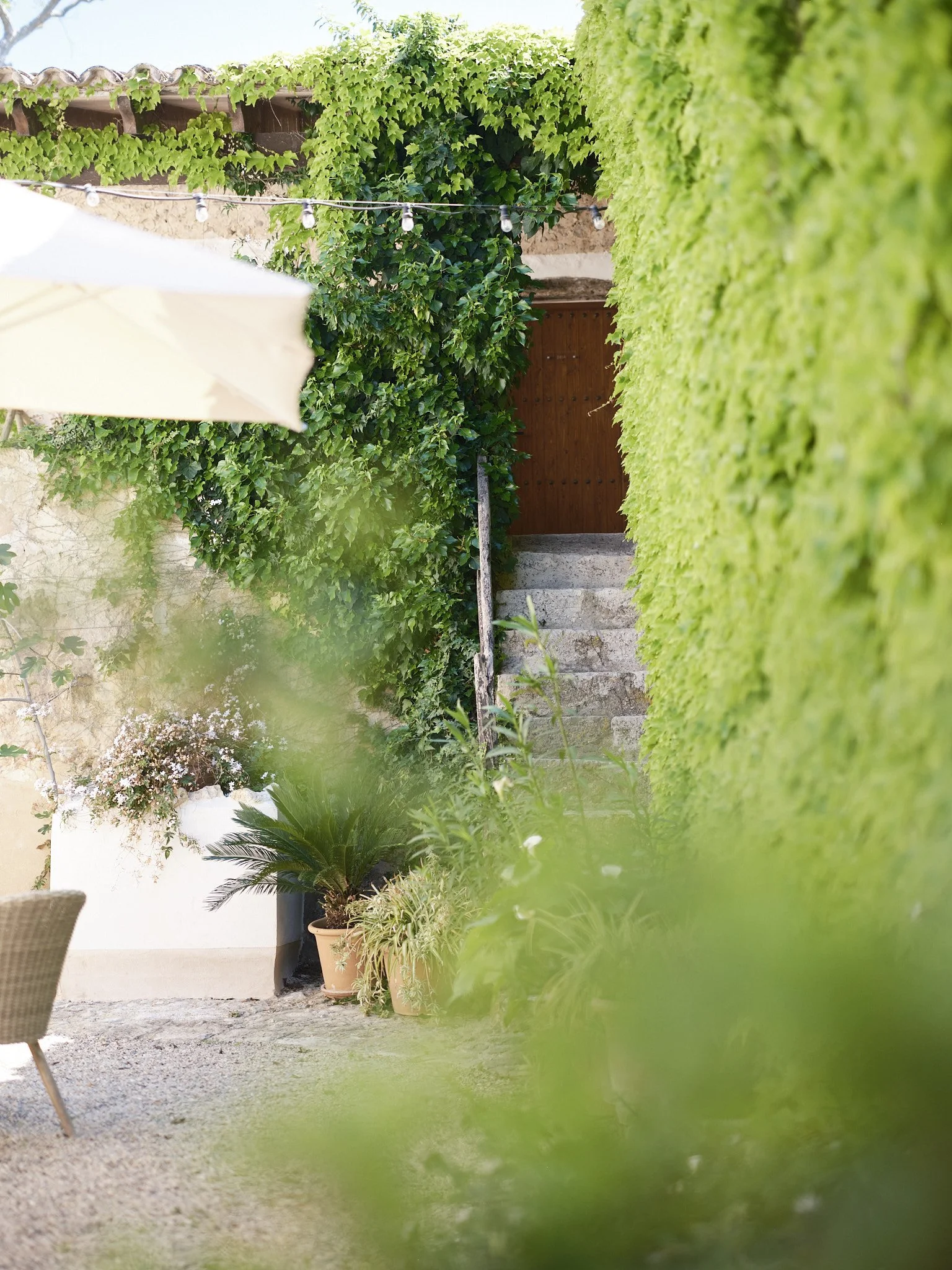 A garden patio with lush green ivy on the wall, potted plants, and a string of lights hanging across the outdoor space.