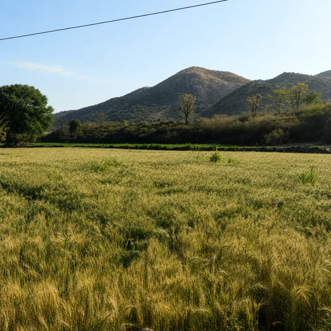 farmstay.webp