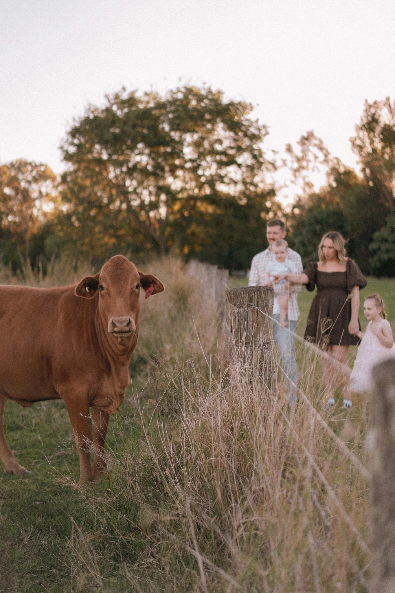 A brown cow standing in a grassy field with a family of four in the background, including a man, woman, and two children, near a wooden post and wire fence during sunset with trees in the distance.