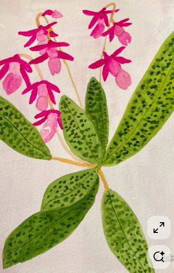 Watercolor painting of pink orchid flowers with green leaves.