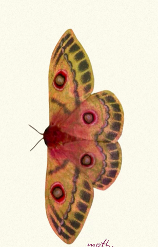 A colorful moth with pink, yellow, and black wing patterns, including circular eye spots.