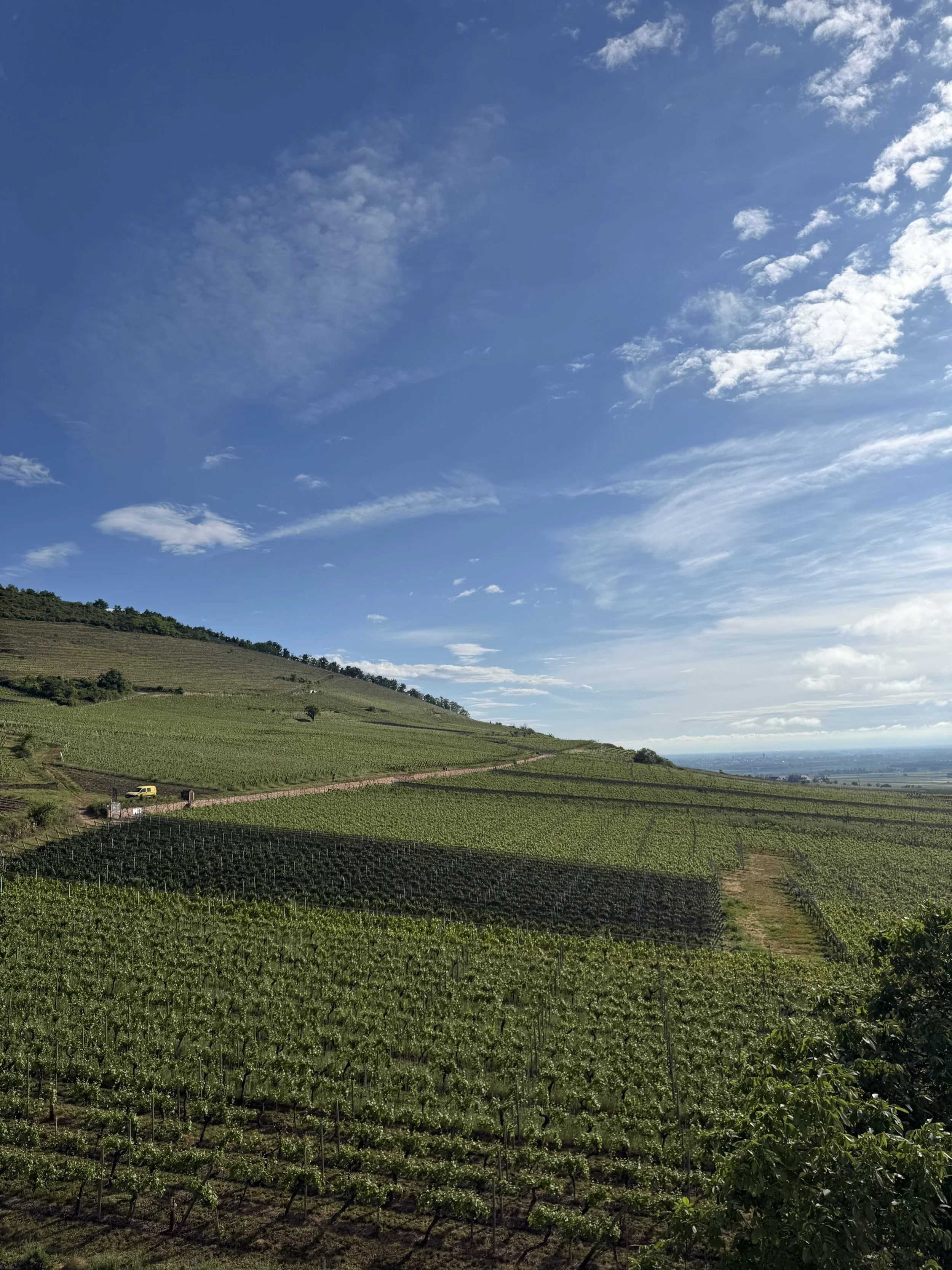 Weinberge auf einer Hügelkette bei Sonnenschein, Blick auf die Terrassen und die umliegende Landschaft