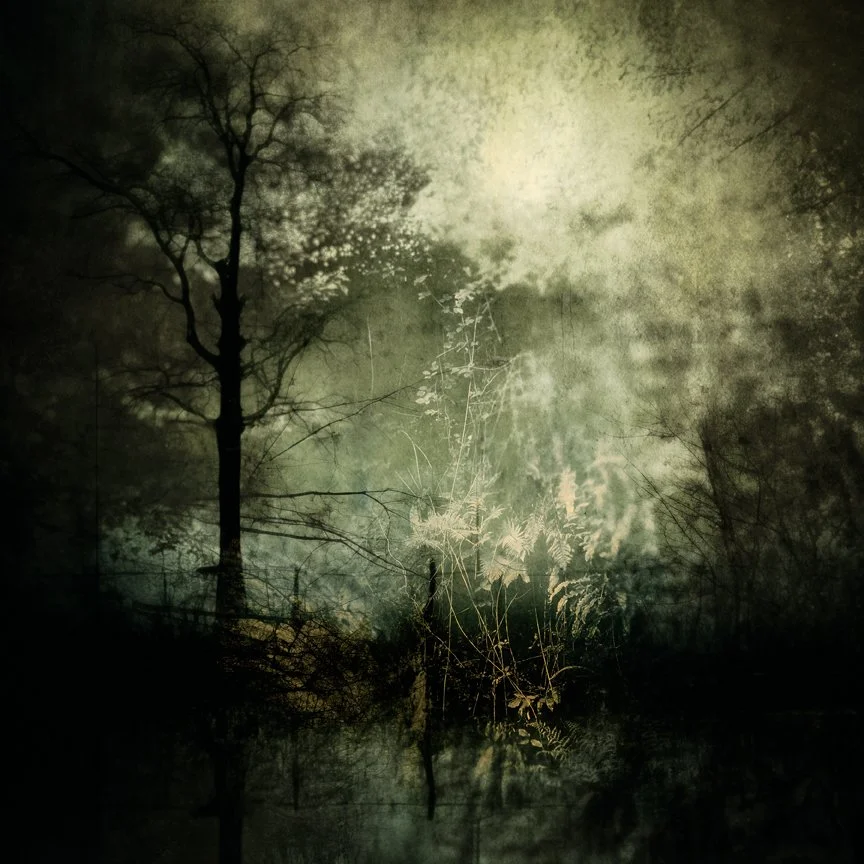 Silhouette of trees and plants in a foggy, dark forest with a mysterious, ethereal atmosphere.