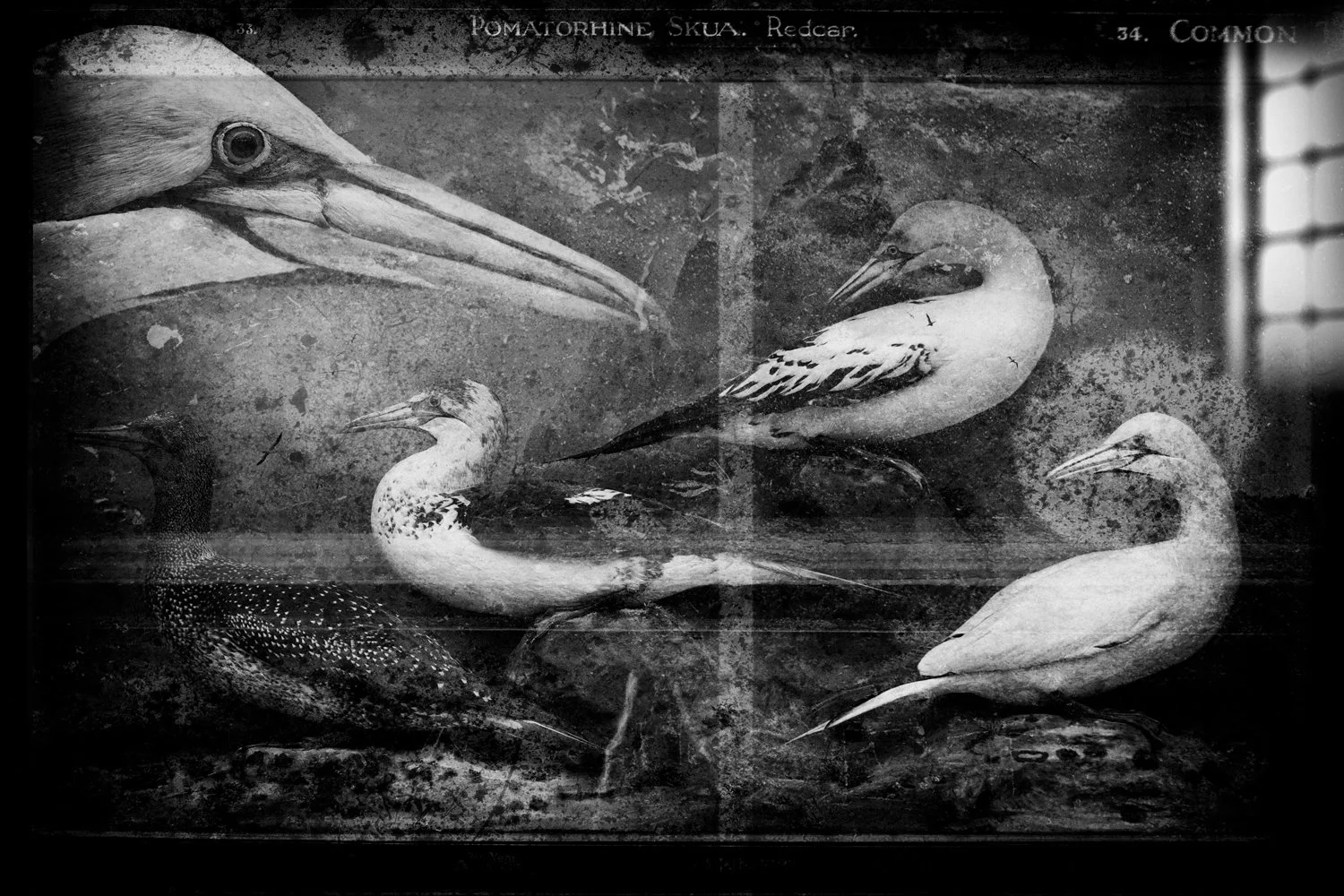 Black and white photograph of various shorebirds, egrets, and other similar birds, set against a textured background, with handwritten labels at the top indicating different species.