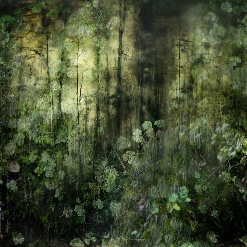 A dense, green forest with various plants and foliage, illuminated by sunlight filtering through the trees.