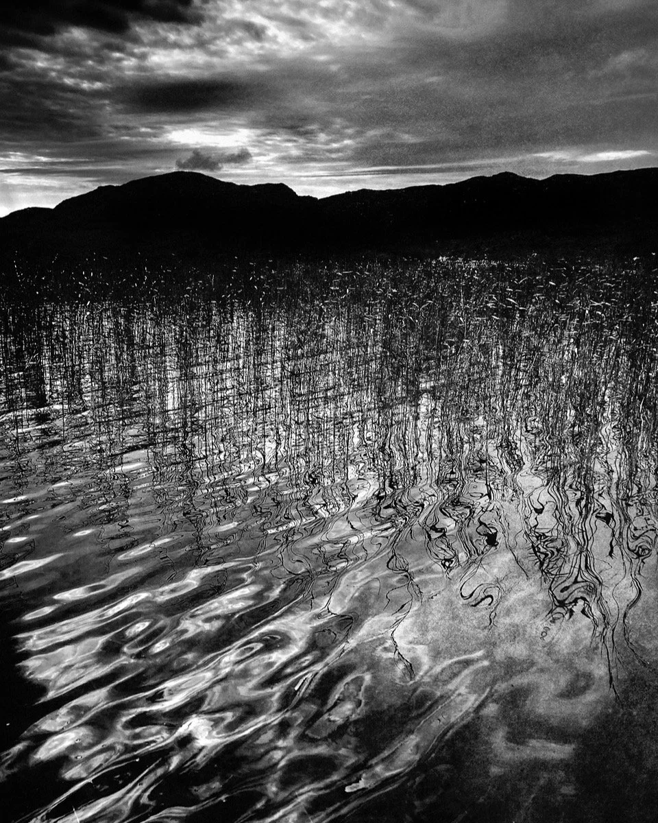 Reed Calligraphy.#fineartphotography, #artphotography, #contemporaryart.