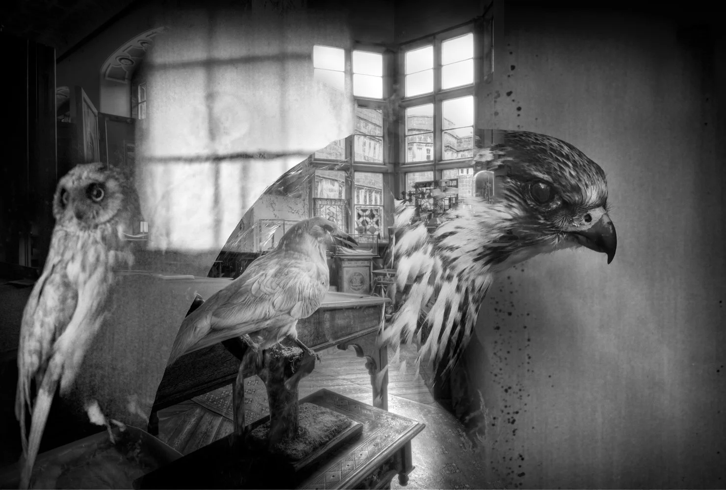 A double exposure black and white image featuring three birds, an owl, and two hawks, with an interior room and large windows in the background.